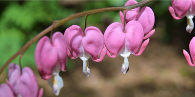 HOW TO GROW BLEEDING HEARTS