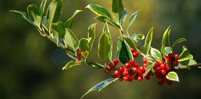 Essential December Garden Tasks | What to Do in the Garden This Month