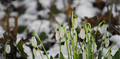 Essential January Garden Tasks | What to Do in the Garden This Month