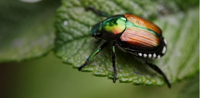 5 COMMON PLANT PEST  PROBLEMS