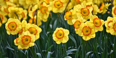 7 FUN FACTS YOU DID NOT KNOW ABOUT DAFFODILS