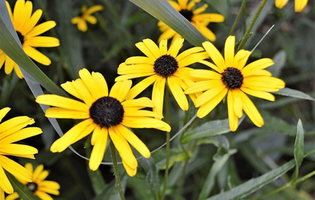 8 COLORFUL SUMMER PERENNIALS