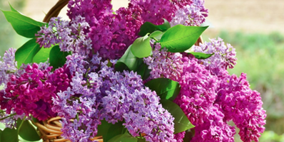 9 FAVORITE FRAGRANT GARDEN  PLANTS