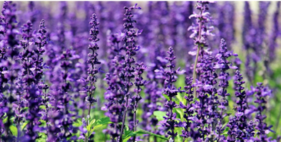 11 COOL, BLUE FLOWERING  PLANTS