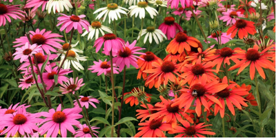 How To Grow Coneflowers