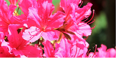 HOW TO GROW AZALEAS