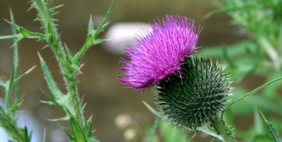 HOW TO REMOVE THISTLES?