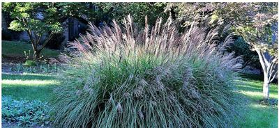 How To Select And Care For Ornamental Grasses