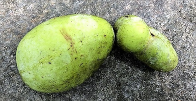 Pawpaw Fruit: Unveiling the Hidden Delight of Nature's Tropical Gem