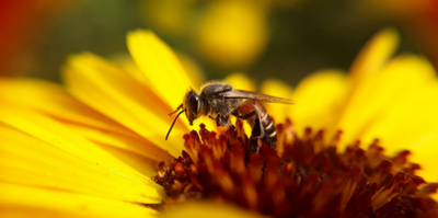 PLANT A POLLINATOR-FRIENDLY  GARDEN