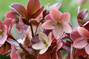 How To Grow Helleborus