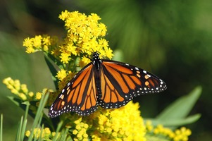 5 Tips for Creating a Beautiful Butterfly Garden