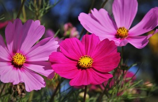 8 Easy-to-Grow Garden Plants for Busy Gardeners: Blooms Made Effortless!