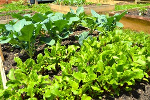 The Mosaic Virus and Your Vegetable Plants: Understanding, Preventing, and Managing