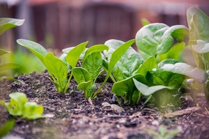 Unveiling the Secrets of Fall Vegetable Gardening: The Second Season