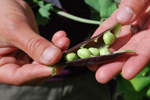 A Gardener's Guide: Collecting and Preserving Vegetable Seeds for Next Year