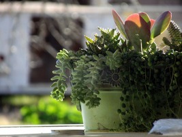 A Guide to Caring for Your Houseplants During the Cold Months