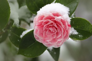 Understanding How Cold Weather Affects Garden Plants and Lawns