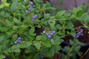 A Comprehensive Guide to Cultivating Your Own Blueberry Patch