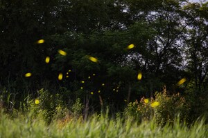 Why Do Lightning Bugs Light Up?