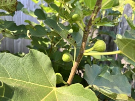 How to Grow Figs at Home