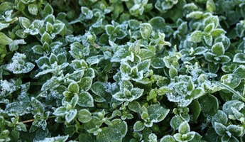 Essential Frost Protection for Vegetable Gardens: Tips to Safeguard Your Tender Plants