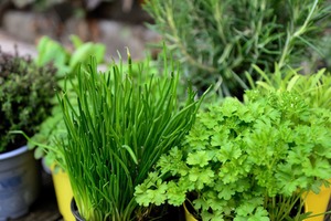 The Complete Guide to Growing Herbs Indoors