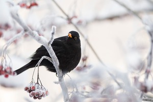 Wildlife-Friendly Winter Gardening: How to Support Local Wildlife This Season