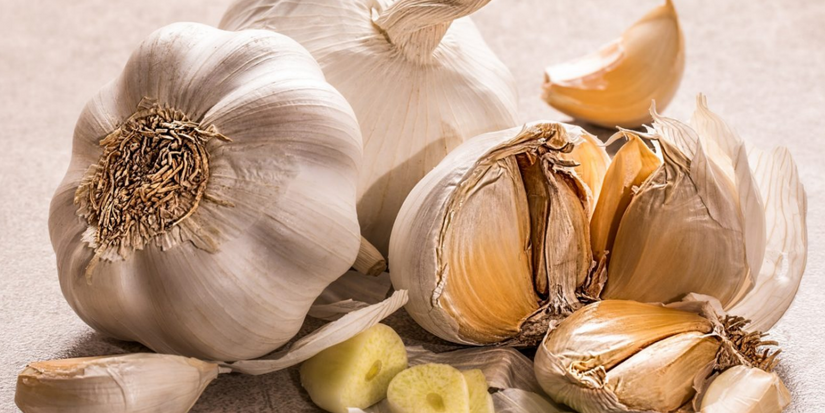 Planting, Growing, and Harvesting Garlic From Your Garden: A Comprehensive Guide