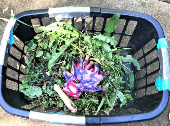 ADVENTURES OF A NOVICE GARDENER