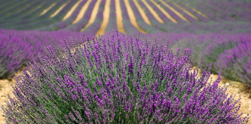 How To Grow Lavender