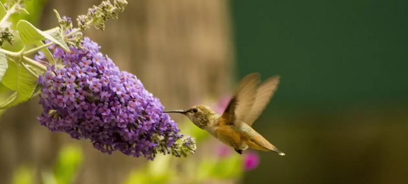 PLANTS TO ATTRACT HUMMINGBIRDS