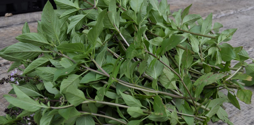 Mastering Herb Pruning