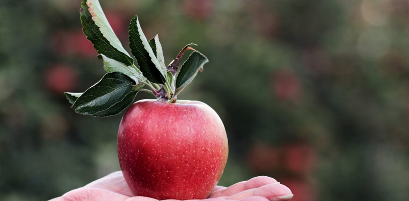 6 ALL-TIME FAVORITE APPLE VARIETIES