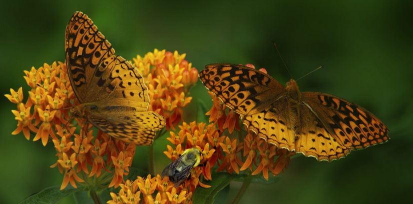 ALL ABOUT BUTTERFLY WEED