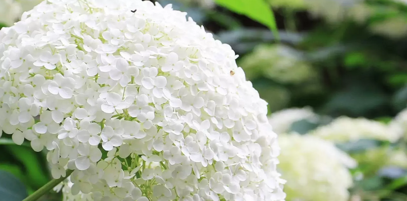 When To Prune Hydrangeas | A Definitive Hydrangea Pruning Guide