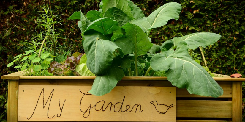 SECRETS TO GROWING VEGETABLES IN RAISED GARDEN BEDS