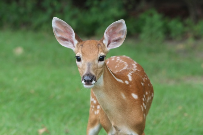 7 Gorgeous Perennials That Defy Deer: A Gardener's Guide to Deer-Resistant Plants