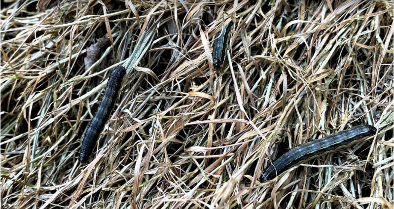 ARMYWORM DAMAGE TO YOUR LAWN