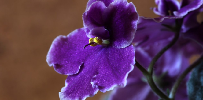 GROW PERFECT AFRICAN VIOLETS