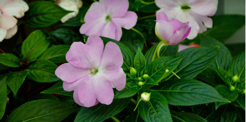 HOW TALL ARE YOUR IMPATIENS?