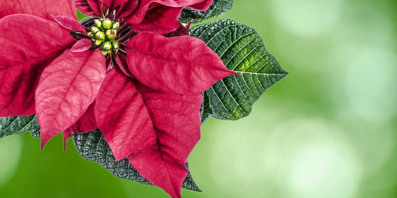 How To Care For Poinsettias