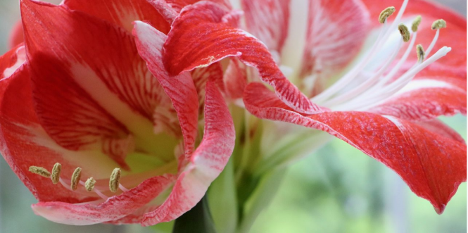 HOW TO GROW AMARYLLIS