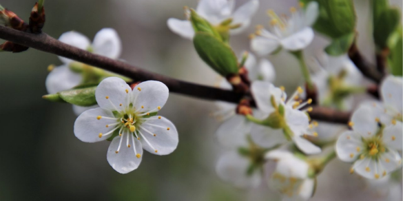 Essential May Garden Tasks | What to Do in the Garden This Month