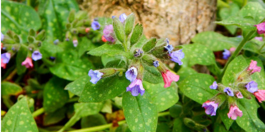 8 MUST HAVE SHADE PERENNIALS