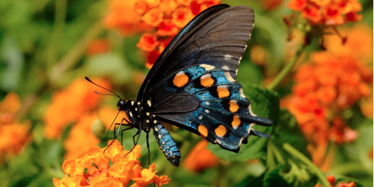 8 PLANTS FOR ATTRACTING  BUTTERFLIES