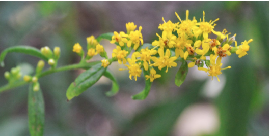 EARLY FALL FLOWERING  PLANTS