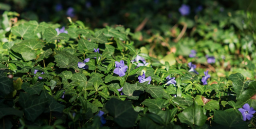 EASY TO GROW GROUNDCOVER  PLANTS