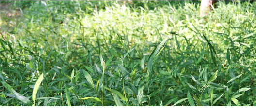 HOW TO CONTROL JAPANESE  STILT GRASS