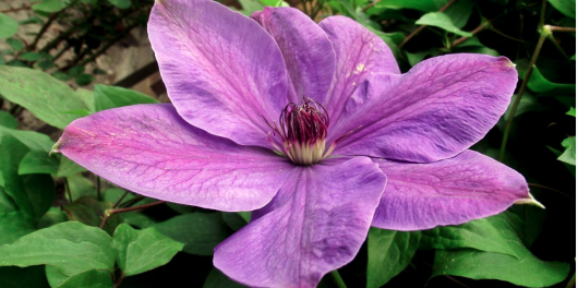 HOW TO GROW CLEMATIS